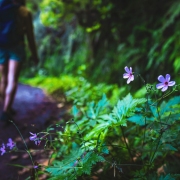ServicesNature